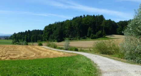 Gebiet westlich Rumlikon: Bachöffnung Rumliker Bergbach mit neuer Landwirtschaftsstrasse
